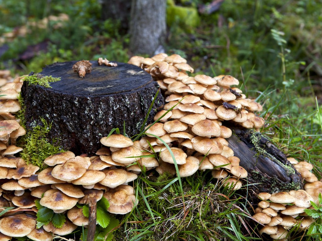 15 fatti interessanti sui funghi